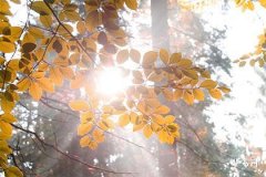74年1月属牛还是虎,74年立春前生是属牛还是虎