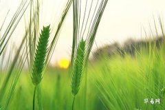 1971年属猪一生三大劫难,属猪人54岁最难熬的原因