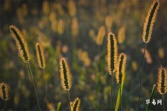 金子最忌3个生肖——生肖马、猴、牛！