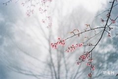 92年猴2026年能生儿子吗,2026添子之喜的属相男