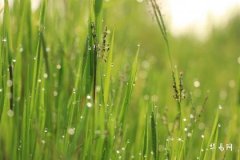 白露的寓意和象征：一年中最诗意的节气