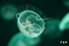 守护白羊女一生的星座男—狮子、金牛、射手、天蝎、天秤！