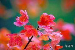 月柱元辰与红鸾同时出现,月柱有元辰不是一般人