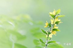 双鱼座太像水瓶座了：梦幻特质的相似魅力