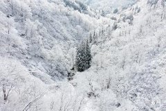 属兔住什么方位最好吉利：风水布局指南