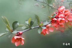 94属狗女最佳丈夫,94年女狗几月结婚好