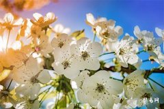 清明节生孩子吉利吗,清明节生孩子有什么说法