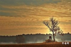 五行木旺缺火忌什么,木旺到底是补火还是补金