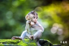 属羊2023下半年的贵人是谁 要远离什么生肖