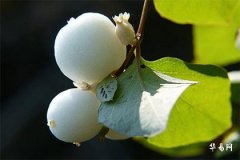 水瓶座永久的幸运数字：每日运势指南