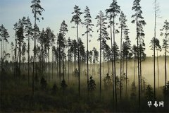 八字婚配怎么看,八字婚姻宫和夫妻宫的区别