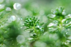 白露是啥意思 露水凝秋的转折信号