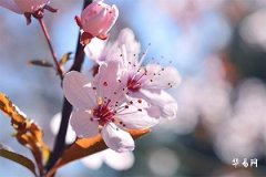 人走桃花运到底好不好？揭晓桃花煞与桃花劫的区别