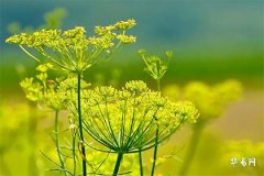 办公桌的哪一侧为财位，办公桌财位的方位和寻找方法